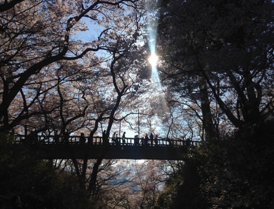 Enjoy Takato Castle's cherry blossoms