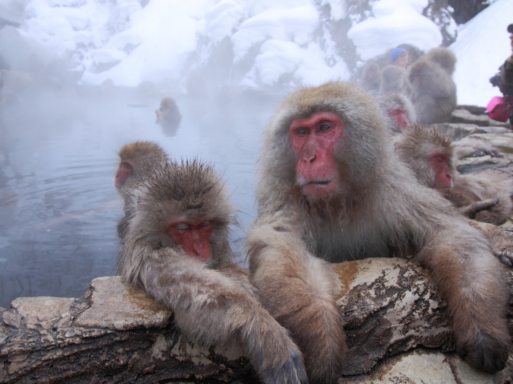 Visit Nagano's Onsen-Bathing Monkeys